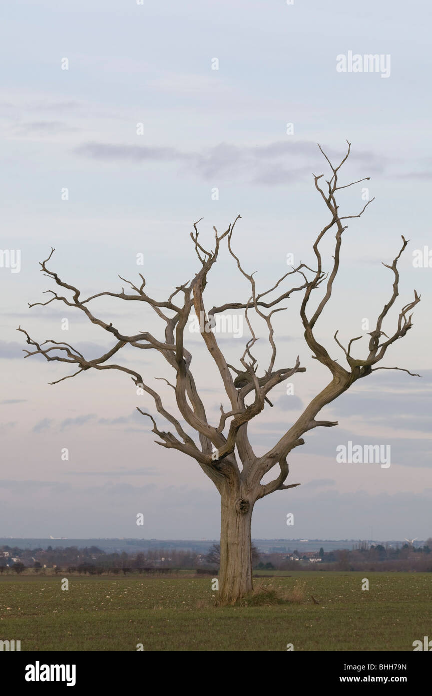 Árbol muerto en el campo Kent England Reino Unido Foto de stock
