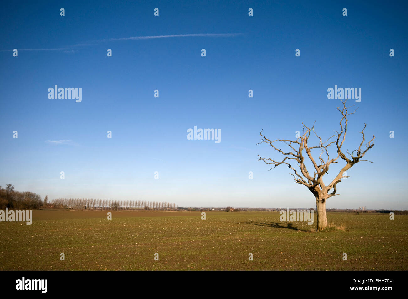 Árbol muerto en el campo Kent England Reino Unido Foto de stock