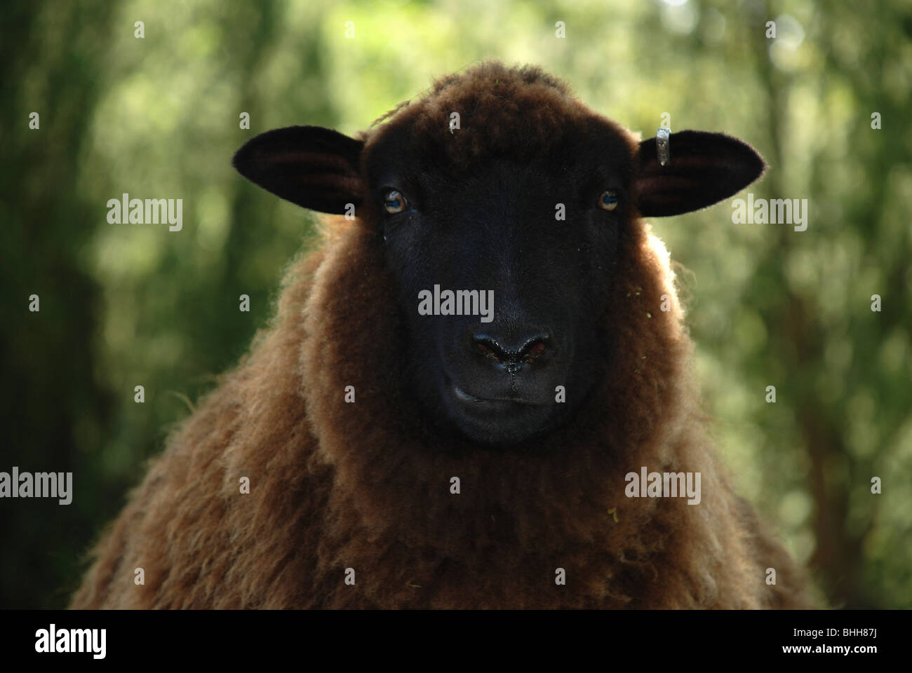 Buena Mirando las ovejas Foto de stock