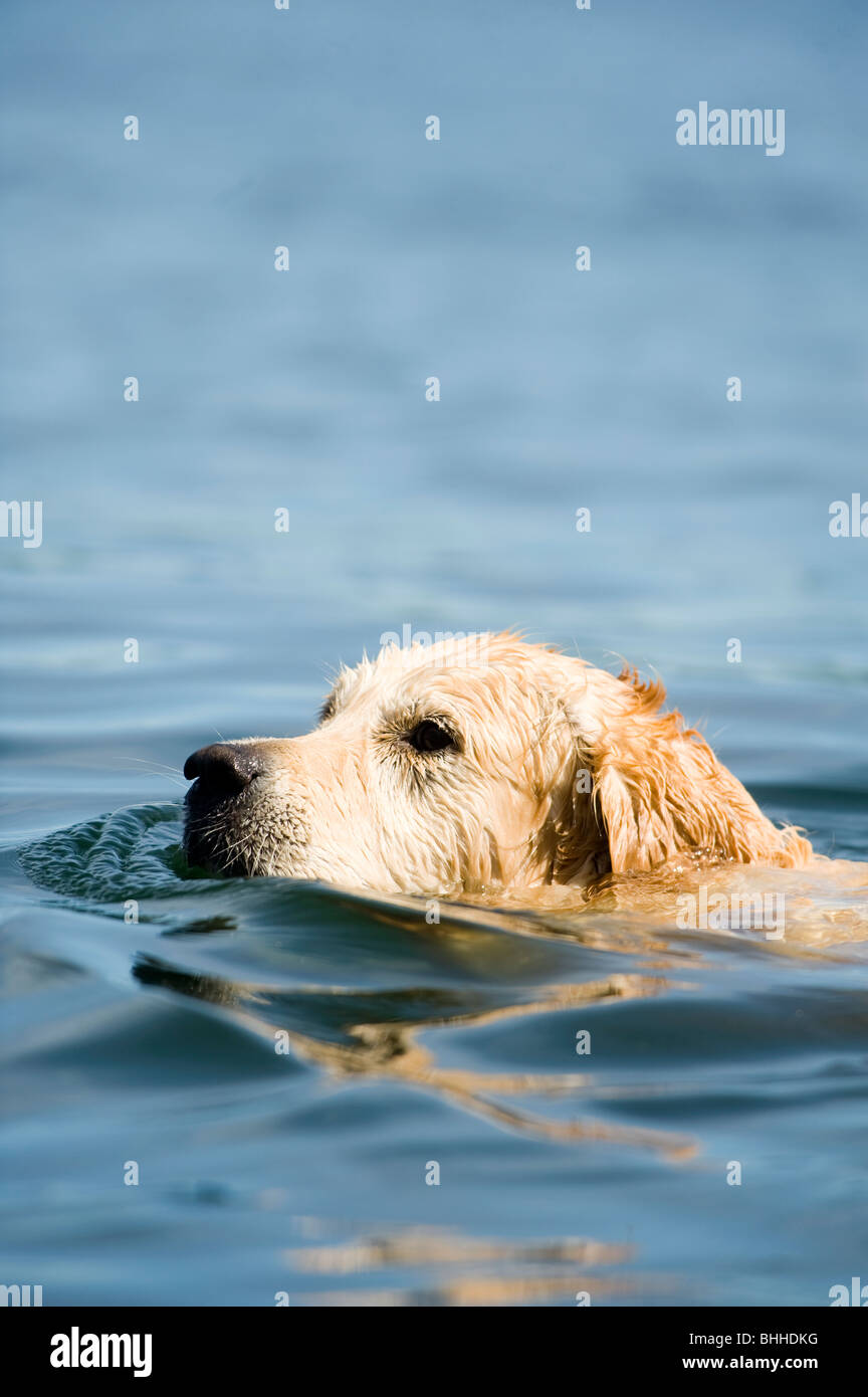 Un perro nadando, archipiélago de Estocolmo, Suecia Fotografía de stock -  Alamy