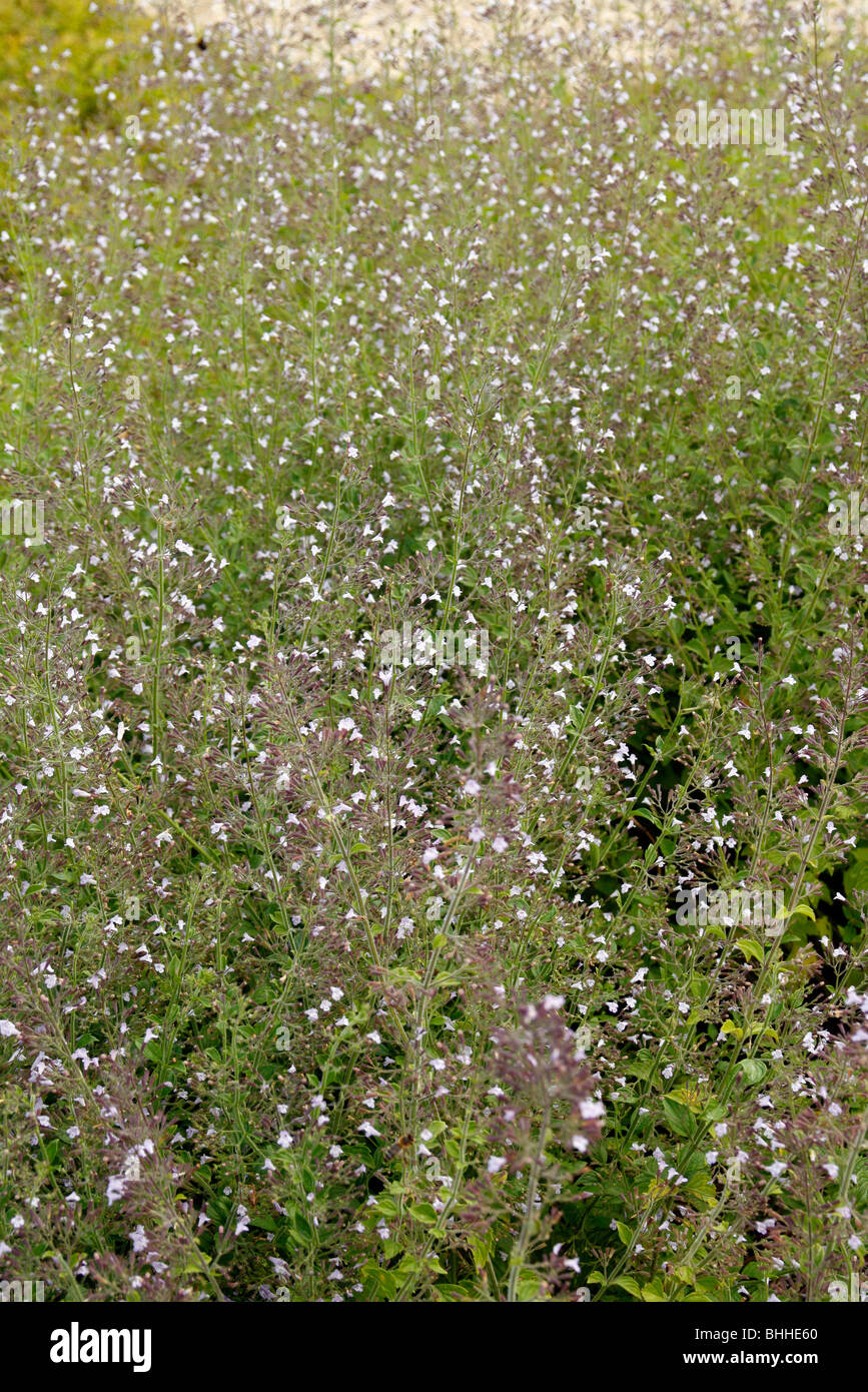 Calamintha nepeta subsp nepeta azul nube fotografías e imágenes de alta