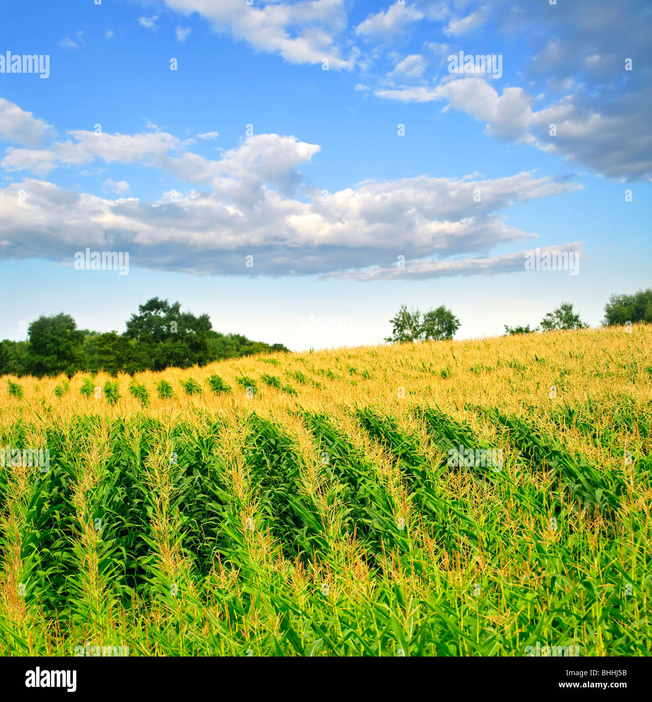 El paisaje agrícola de campo de maíz en pequeña escala agrícola sostenible Foto de stock