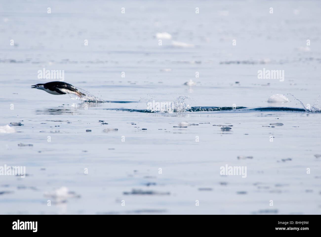 Una de pingüinos de barbijo (Pygoscelis antarcticus) marsopas a través del aire, en la Antártida. Foto de stock