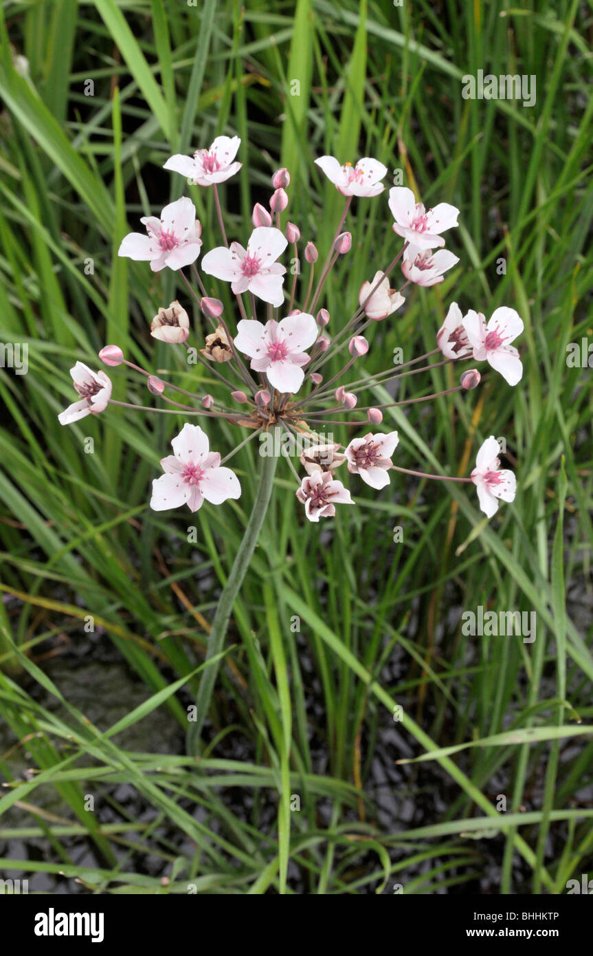 Floración rush (butomus umbellatus) Foto de stock