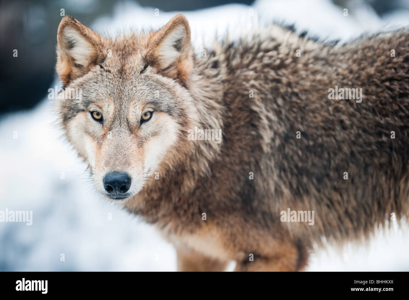 Wolf (lat. Canis lupus) de pie en la nieve, se centran en los ojos Foto de stock