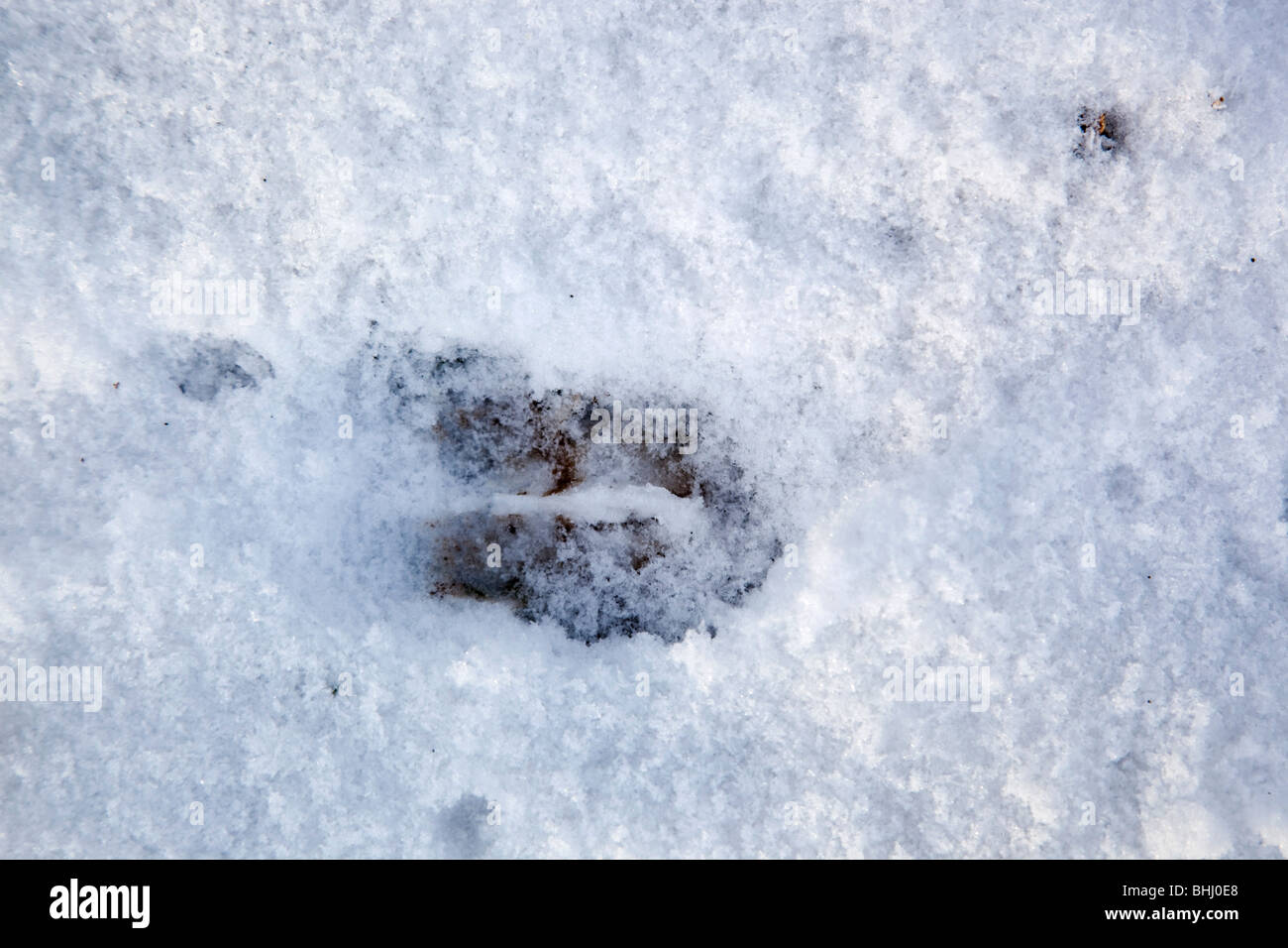 Gamo ranura en la nieve Foto de stock