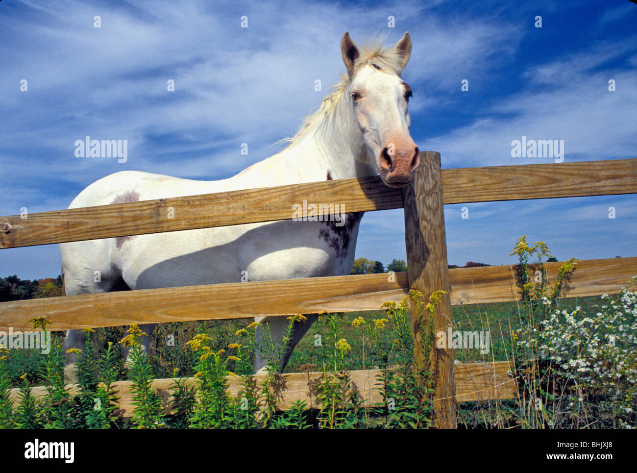 Quarter horse mirando más cerca de prado con floración flores mostaza silvestre Foto de stock