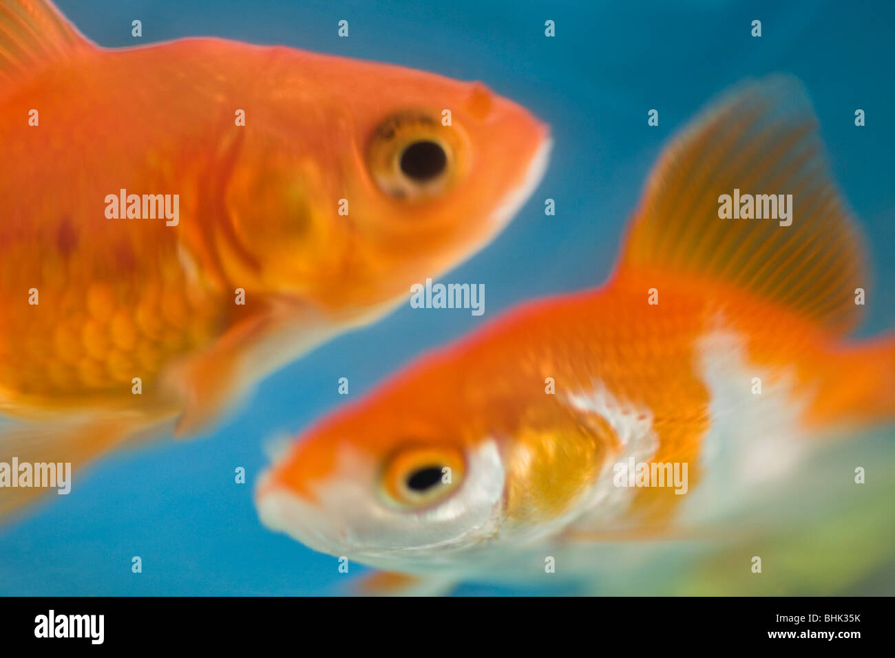 Goldfish nadan juntos Foto de stock