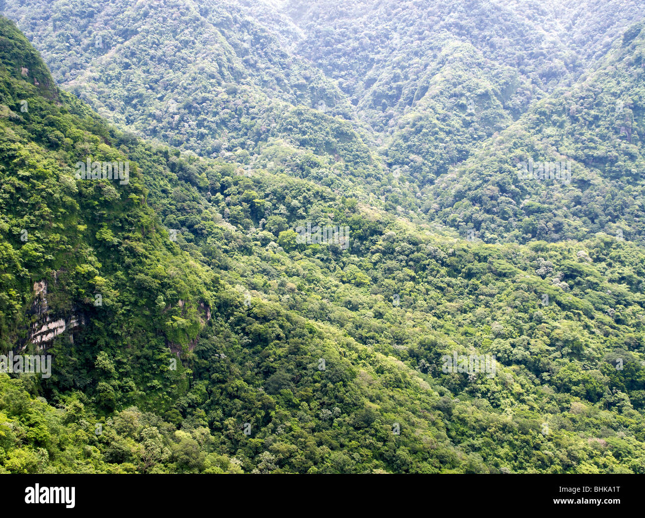 El Salvador. Ahuachapán montañas. Parque Nacional El Imposible. Bosque