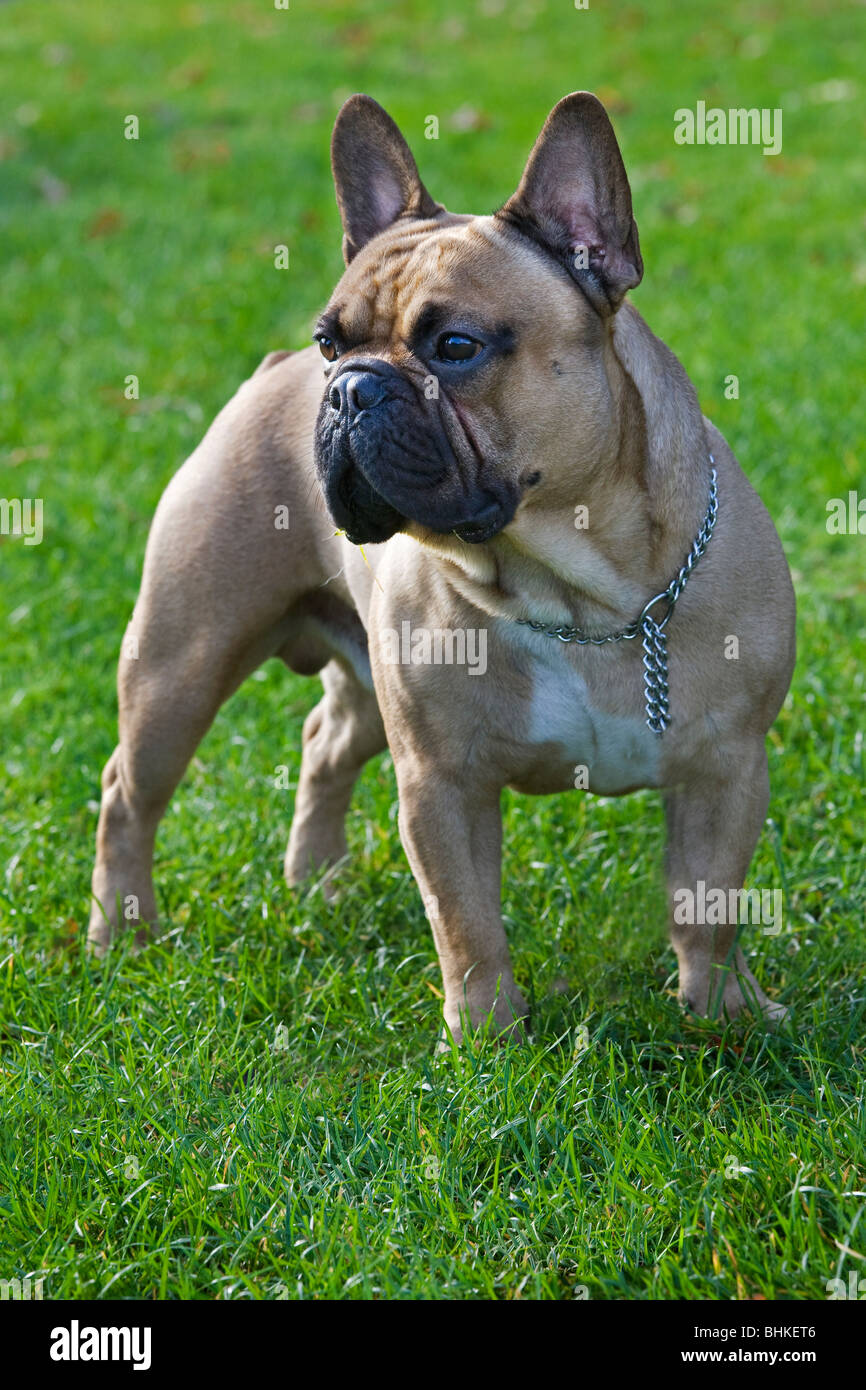 Bulldog Francés (Canis lupus familiaris) en el jardín Fotografía de stock -  Alamy