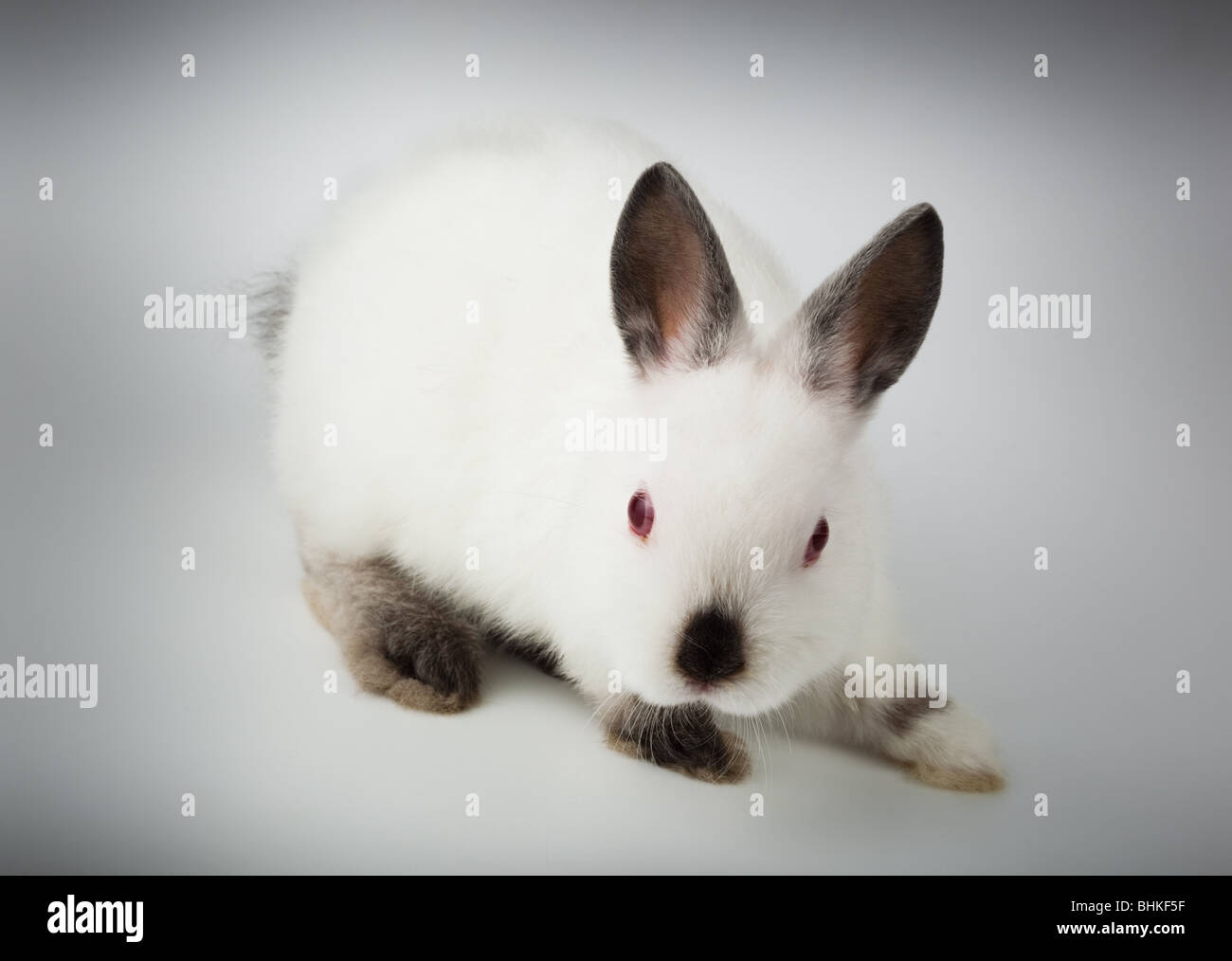 Niza conejo blanco. Es recortar sobre un fondo blanco. Foto de stock