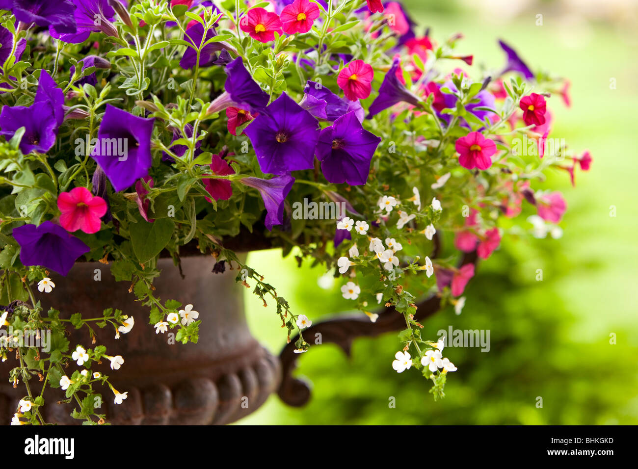 Petunia flores en una olla de hierro Foto de stock