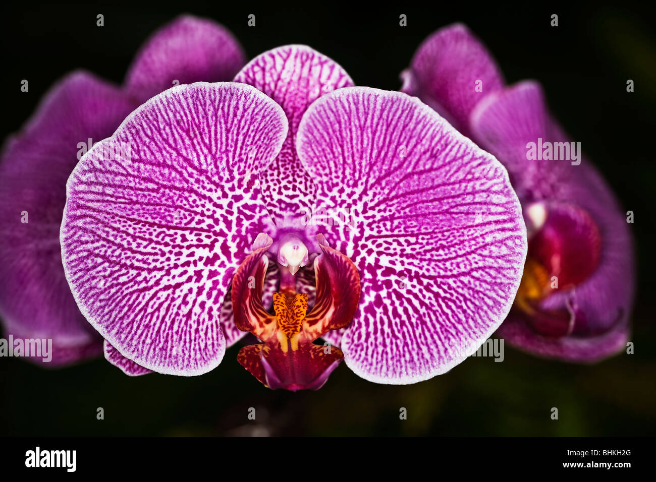 Orchid - Cerrar Foto de stock