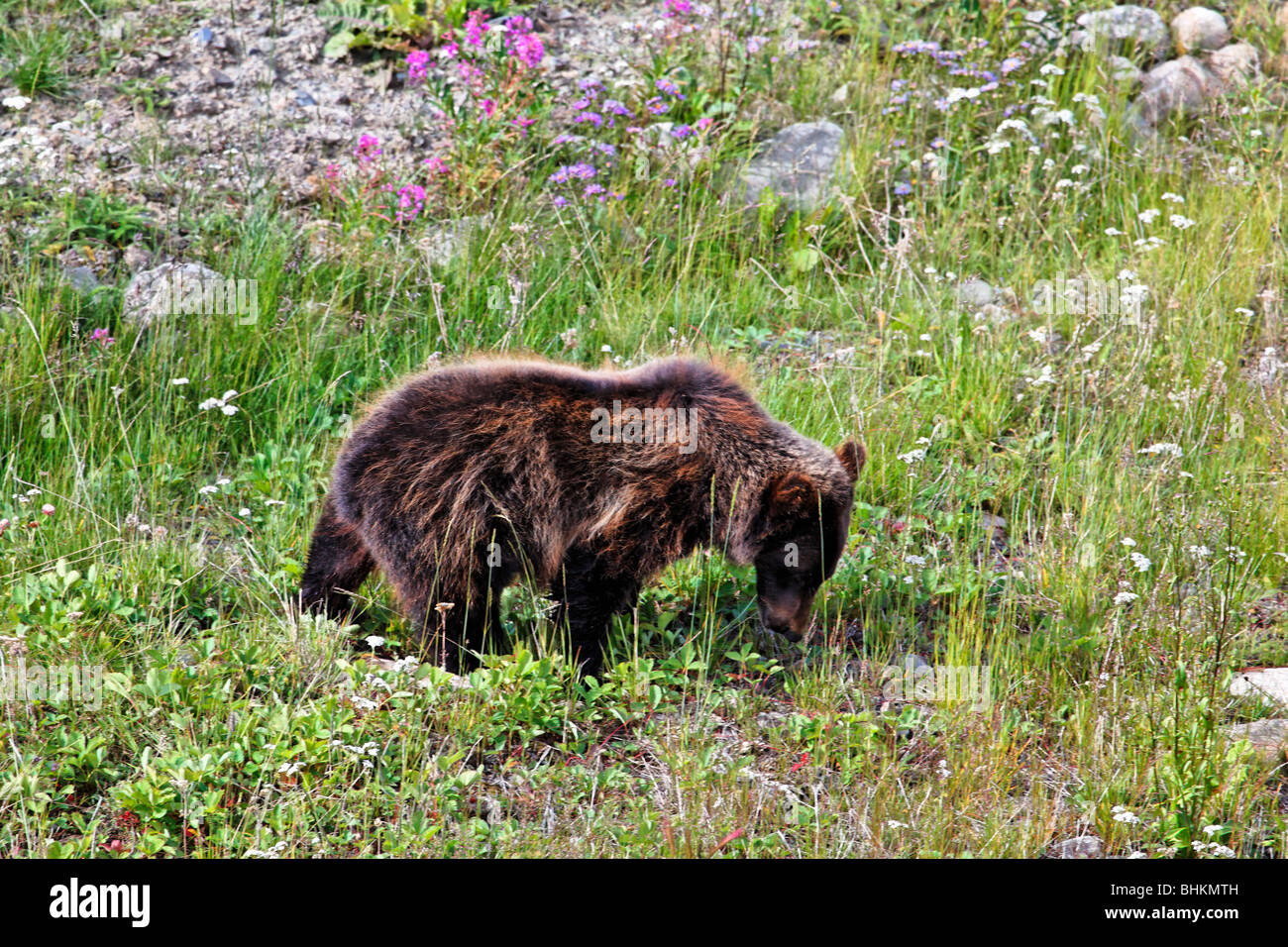 Grizzly Bear comiendo flores en una pradera alpina, Alberta, Canadá Foto de stock