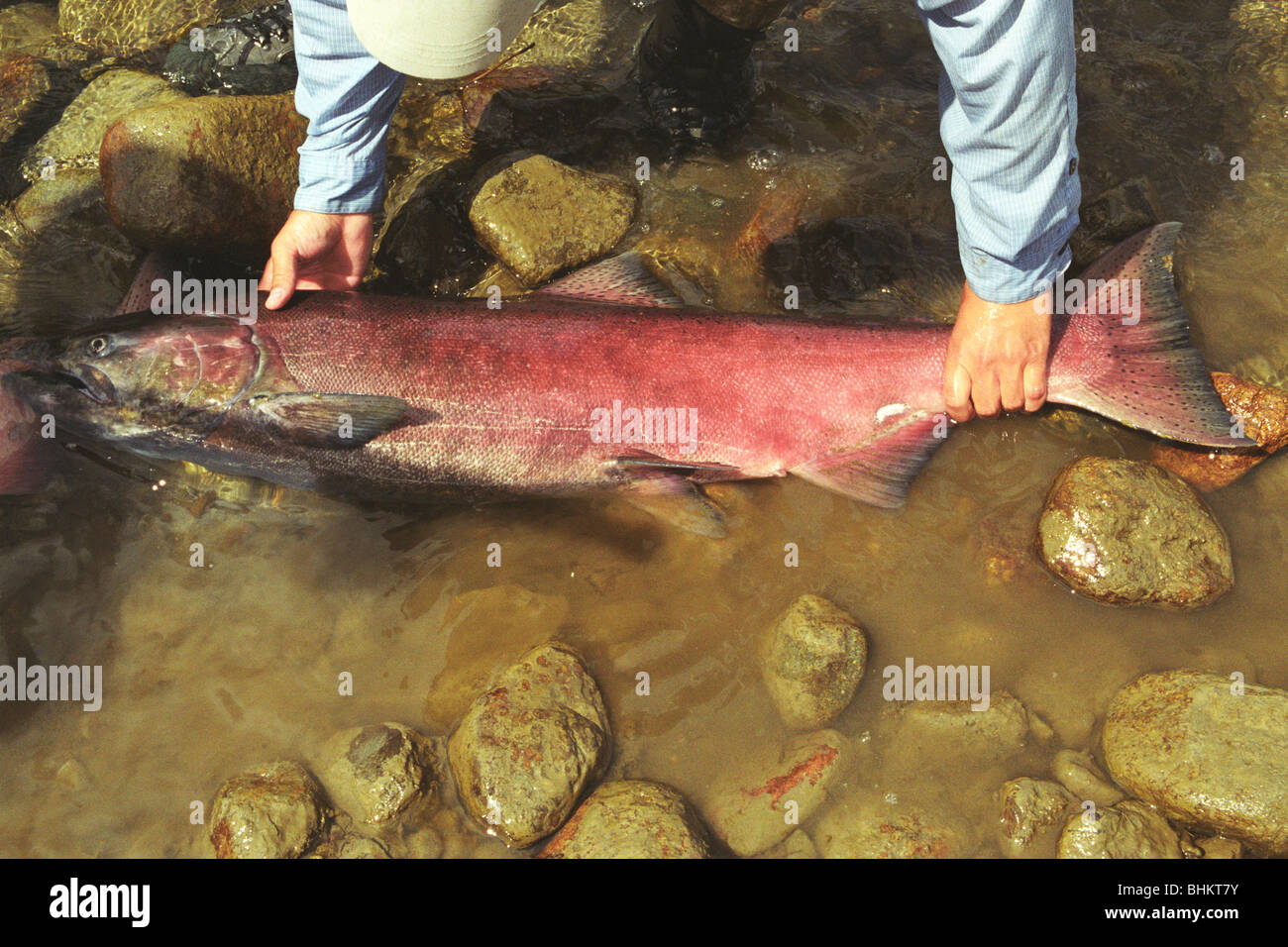 Un GRAN REY O CHINOOK salmón capturado en el río Talachulitna en Alaska Foto de stock