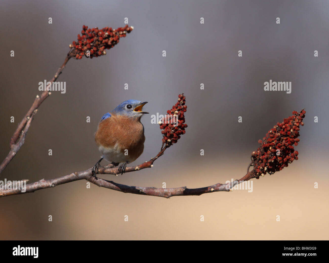 Bluebird oriental zumaque liso berry Kentucky coloridas aves canción songbird bayas alimento de invierno de los Estados Unidos de América ee.uu. Foto de stock