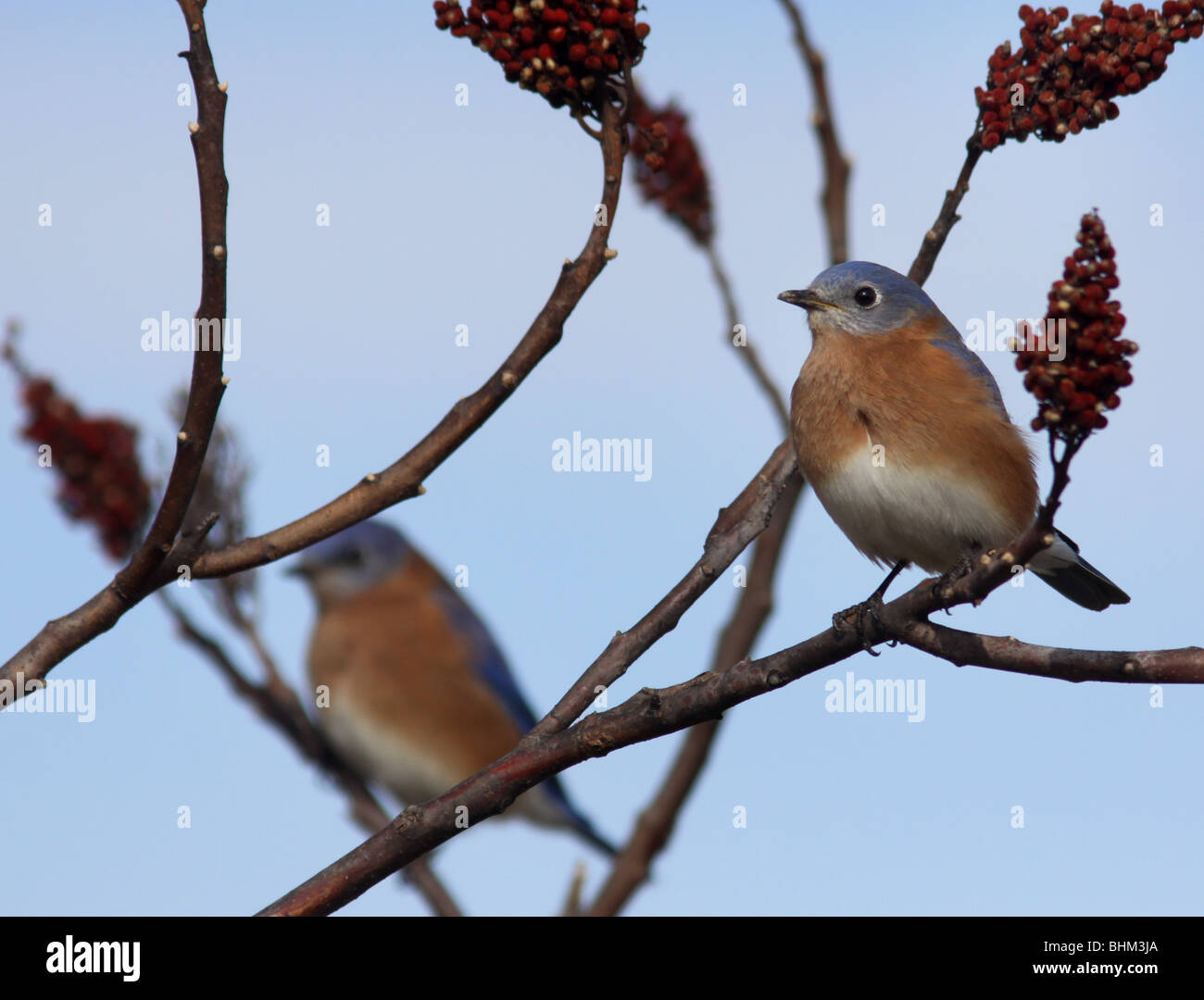 Bluebird oriental zumaque liso berry Kentucky coloridas aves canción songbird bayas alimento de invierno de los Estados Unidos de América ee.uu. Foto de stock