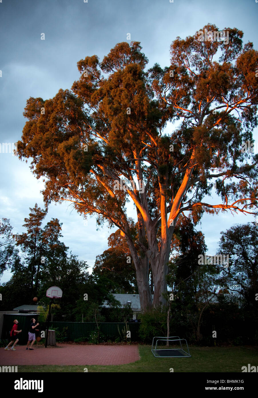 Los muchachos disparar aros debajo de un majestuoso gum tree en un patio en Adelaida, capital de Australia del Sur. Foto de stock