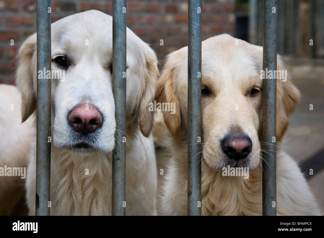 Dos Golden Retrievers (Canis lupus familiaris) detrás de las rejas en la jaula Foto de stock
