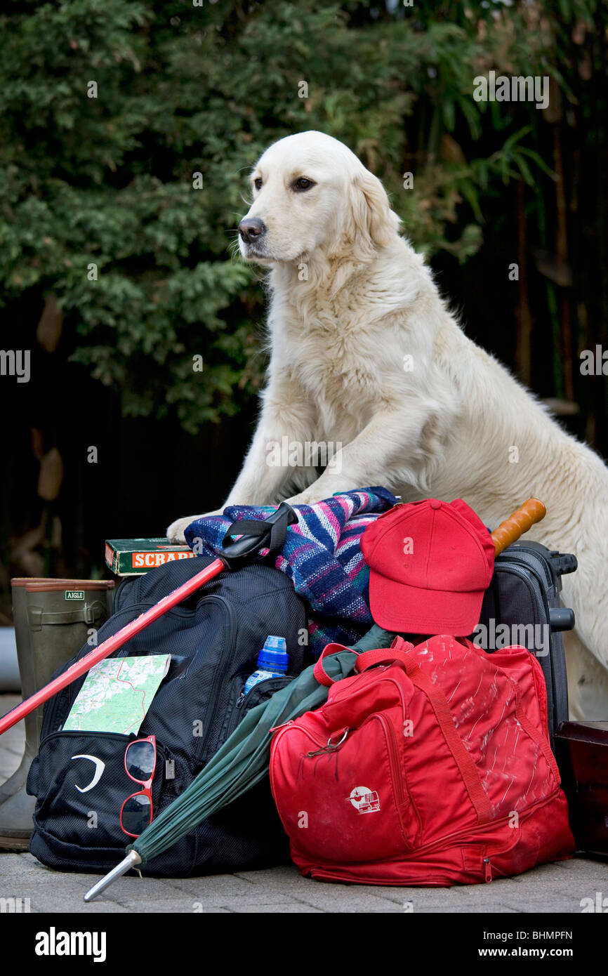 Golden Retriever (Canis lupus familiaris) custodia equipaje Foto de stock