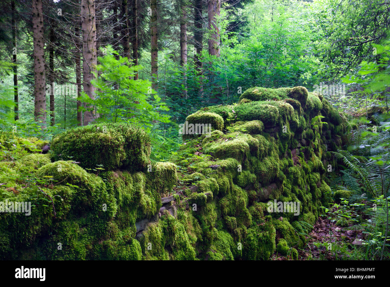 Cubiertas de musgo restos de un muro de piedra seca en un bosque, el Parque Nacional de Brecon Beacons, Powys, Gales, Reino Unido. Verano (julio de 2009) Foto de stock