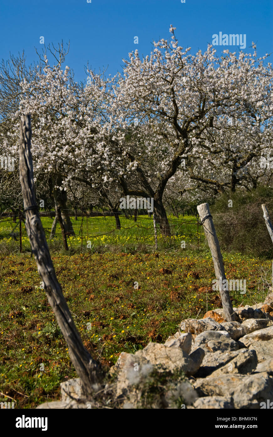 Arbol de almendras fotografías e imágenes de alta resolución - Página 8 -  Alamy