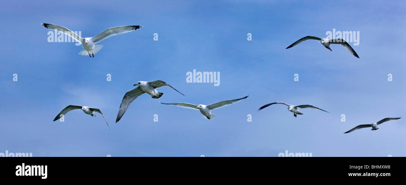 Arenque gaviotas cocineras (Larus argentatus) en vuelo contra el cielo azul, los Países Bajos Foto de stock
