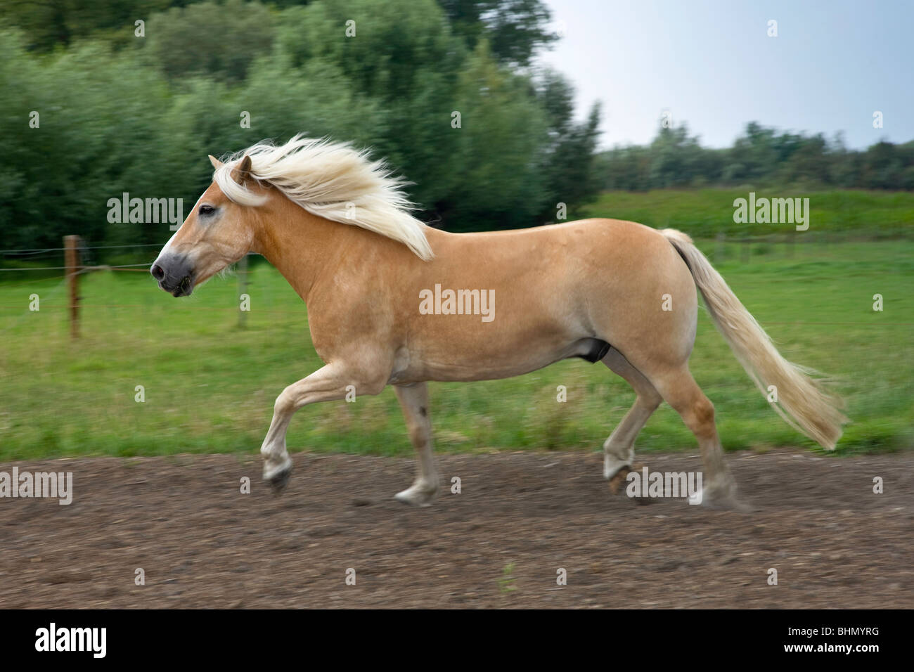 Haflinger / Avelignese caballo (Equus caballus) en el campo, Bélgica Foto de stock