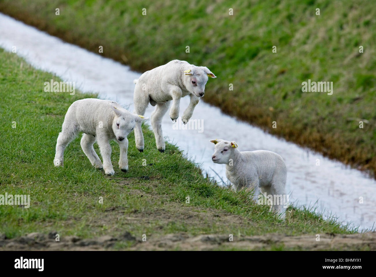 Texel ovejas domésticas (Ovis aries) corderos saltando y jugando en la pradera, Países Bajos Foto de stock