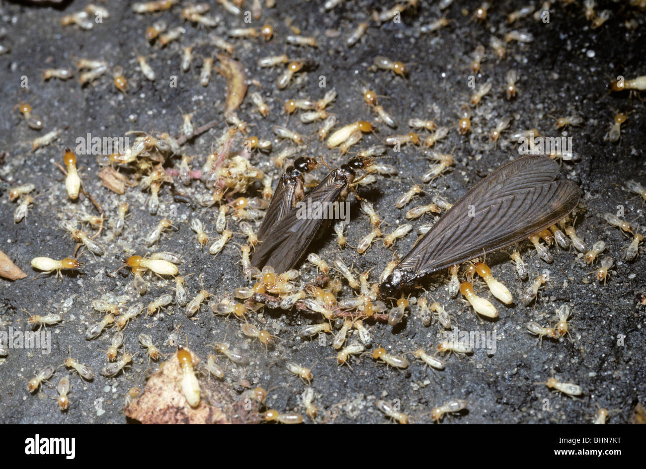 Las termitas con alas termitas aladas (cf. Odontotermes obesus) se libera del nido por los trabajadores durante una tormenta de truenos, Nepal Foto de stock