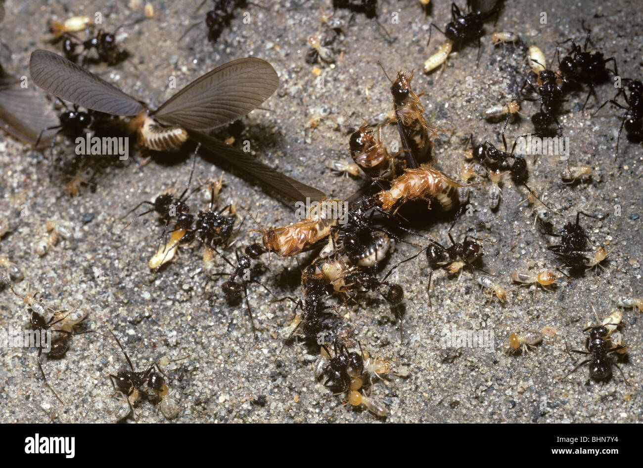 Las termitas con alas termitas aladas (cf. Odontotermes obesus) se libera del nido por los trabajadores y atacado por hormigas, Nepal Foto de stock