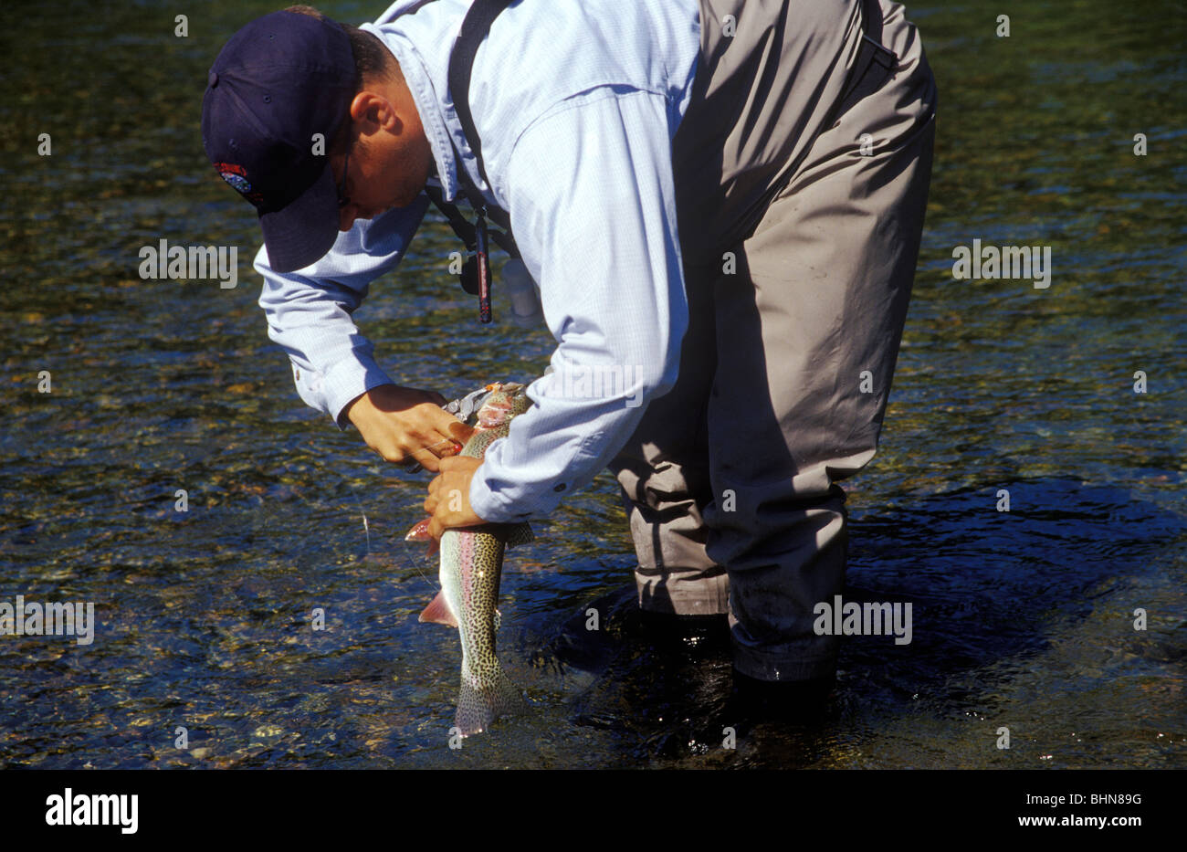 Un guía de pesca desde el Lodge Talaheim se desenganche una trucha arco iris con un par de alicates. Foto de stock