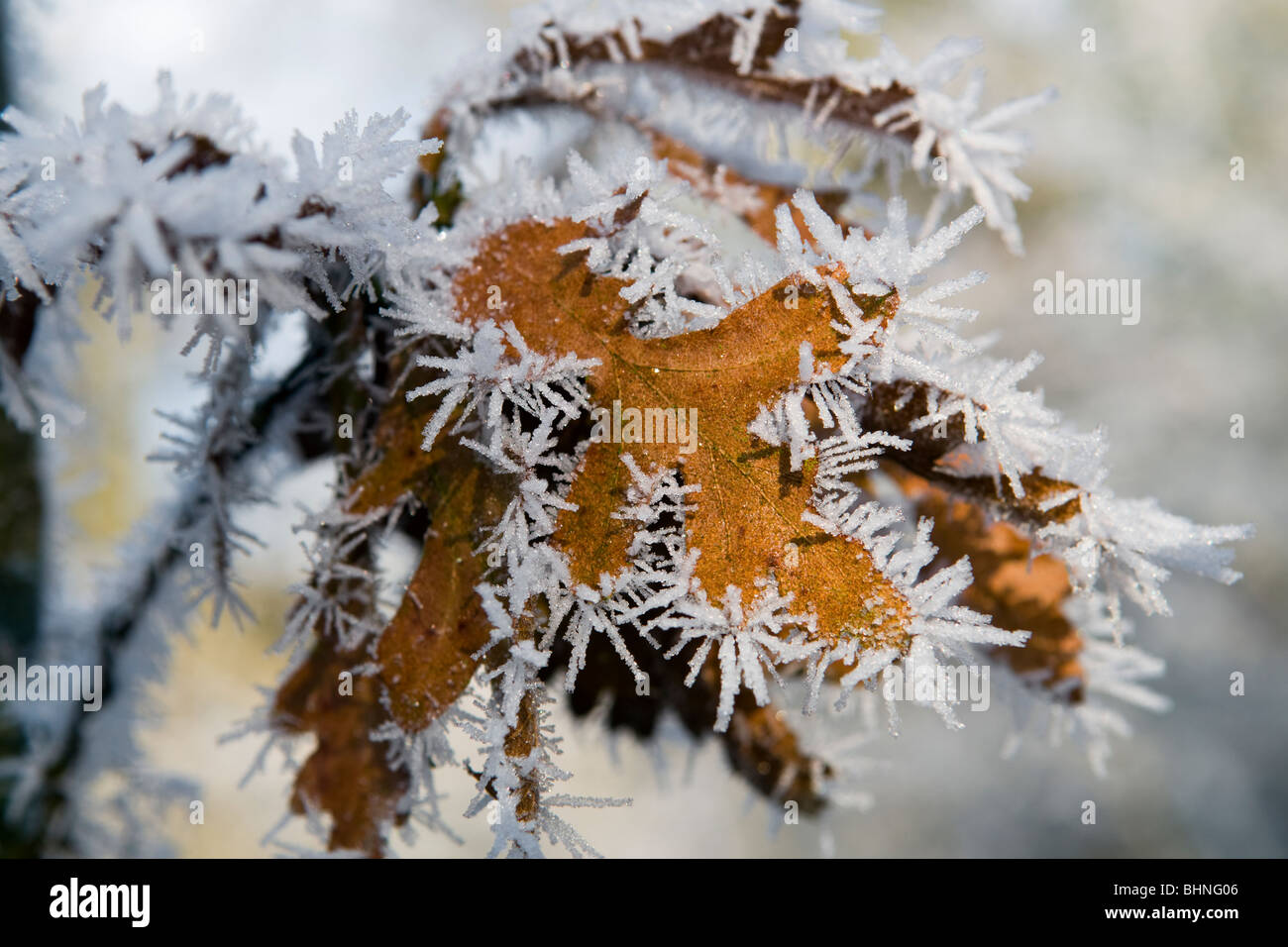 Escena invernal de hojas de roble cubierto de helada hoar Foto de stock