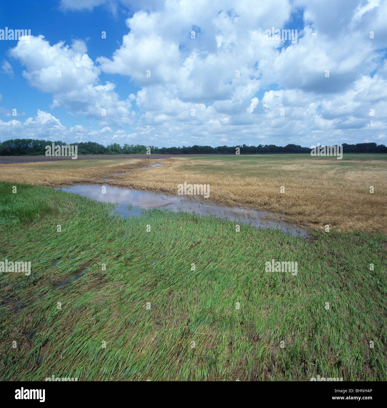 Los cultivos de trigo cerca de un río destruidas por las inundaciones provocadas por lluvias torrenciales, Kansas, EE.UU. Foto de stock