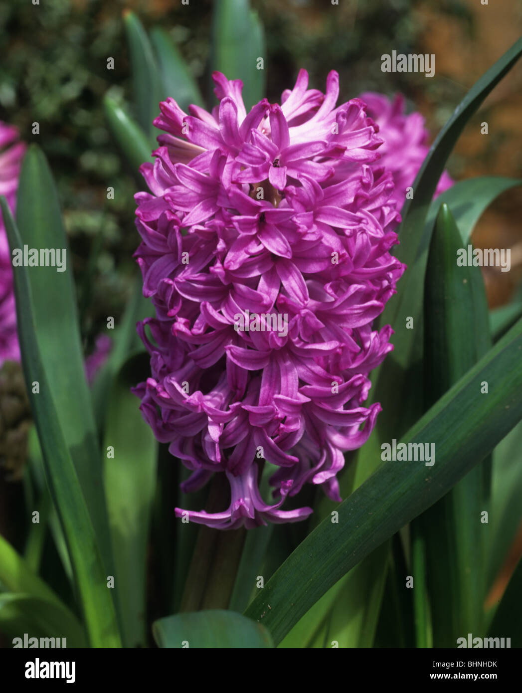 Hyacinth variedad 'Amatista' (Hyacinthus orientalis) en flor Foto de stock