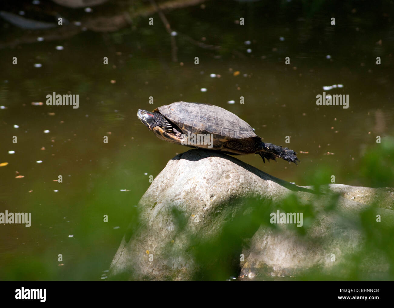 Una tortuga suspendido sobre una roca Foto de stock