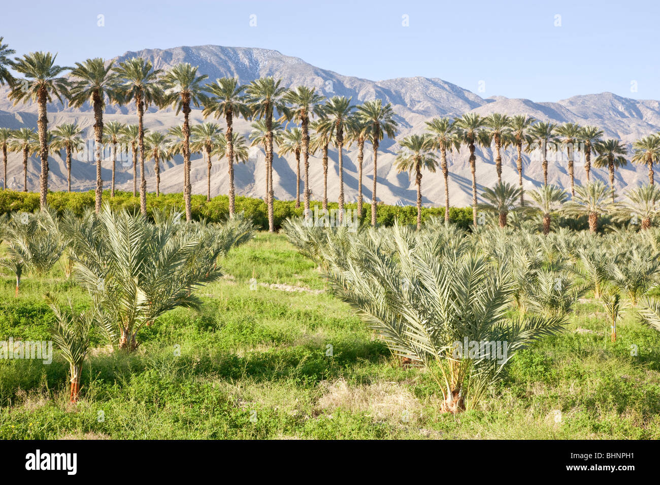 Fecha plantación de palma, palmeras jóvenes en primer plano, huerto de cítricos en segundo plano. Foto de stock