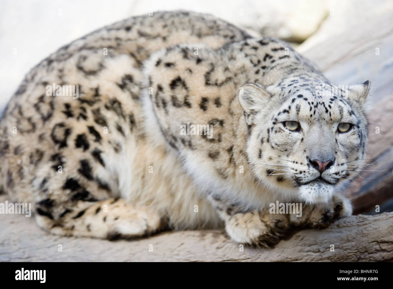 Leopardo de las nieves (Uncia uncia). Cadenas montañosas de Asia Central. Foto de stock