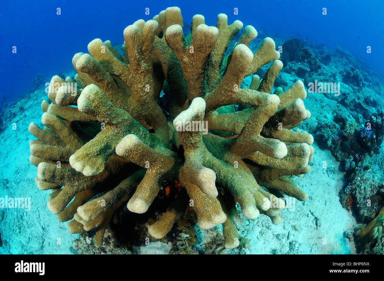 Acropora palifera, coral de cuerno de ciervo, Catch bowl, Coral Reef Pemuteran, Napoleón, Bali, Indonesia, del Indo-Pacifico, Foto de stock