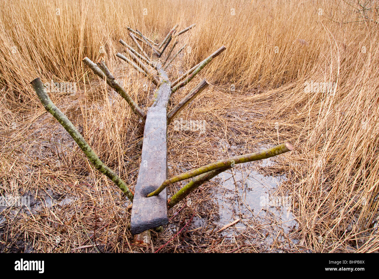 Reconstrucción de la pista dulce (un hombre hecho Neolítico camino o ruta a través de los humedales) Shapwick Heath, niveles de Somerset, Reino Unido Foto de stock