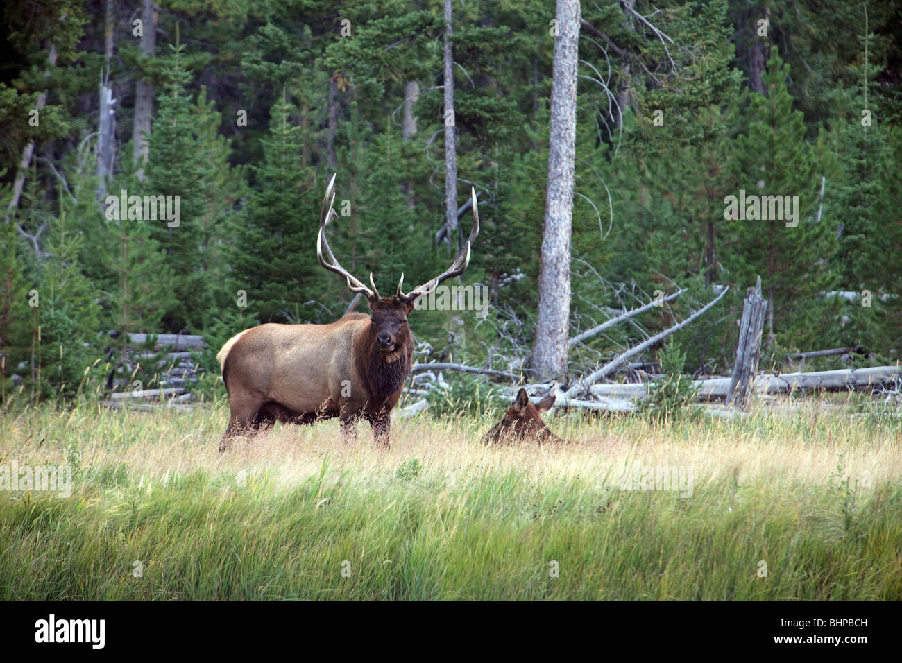 Bull Elk vigila su harén manada de hembras a lo largo de río y bosque en el parque nacional Yellowstone, Wyoming. Mirando hacia adelante. Foto de stock