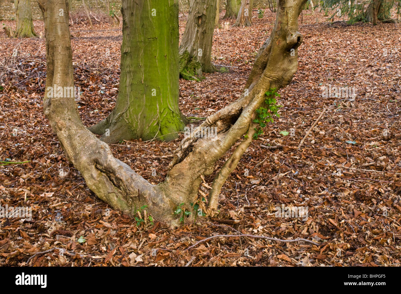 Woodland suelo mostrando la hojarasca. Foto de stock