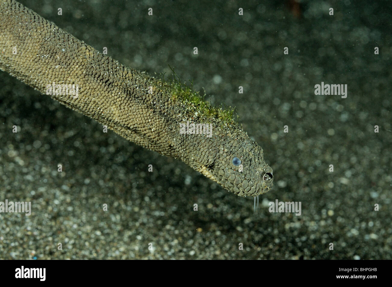 Enhydrina schistosa Picuda, serpiente de mar, Secret Bay, Gilimanuk, Bali, Indonesia, del Indo-Pacifico, Foto de stock