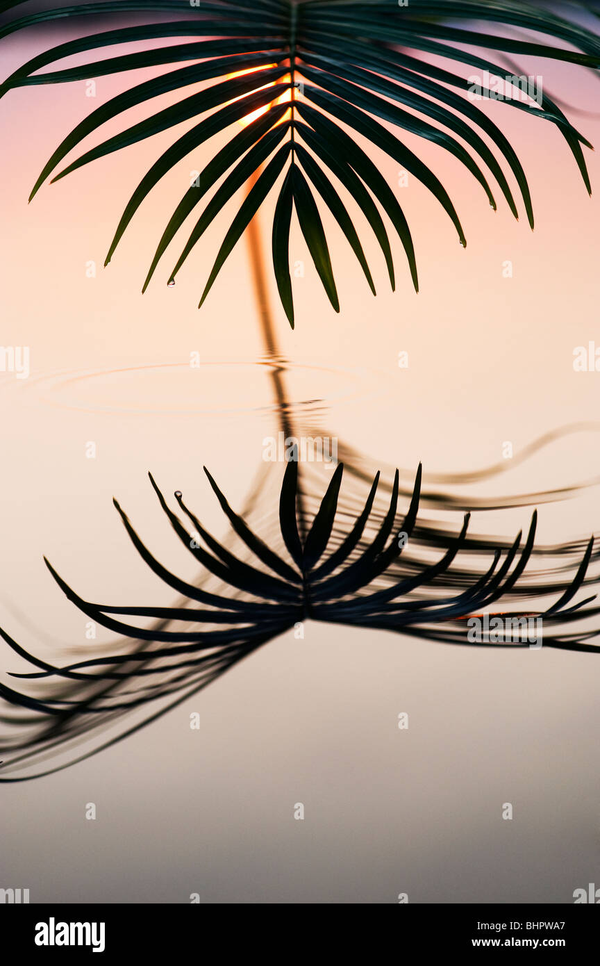 Hoja de palmera reflejando en una piscina todavía al amanecer en la india Foto de stock