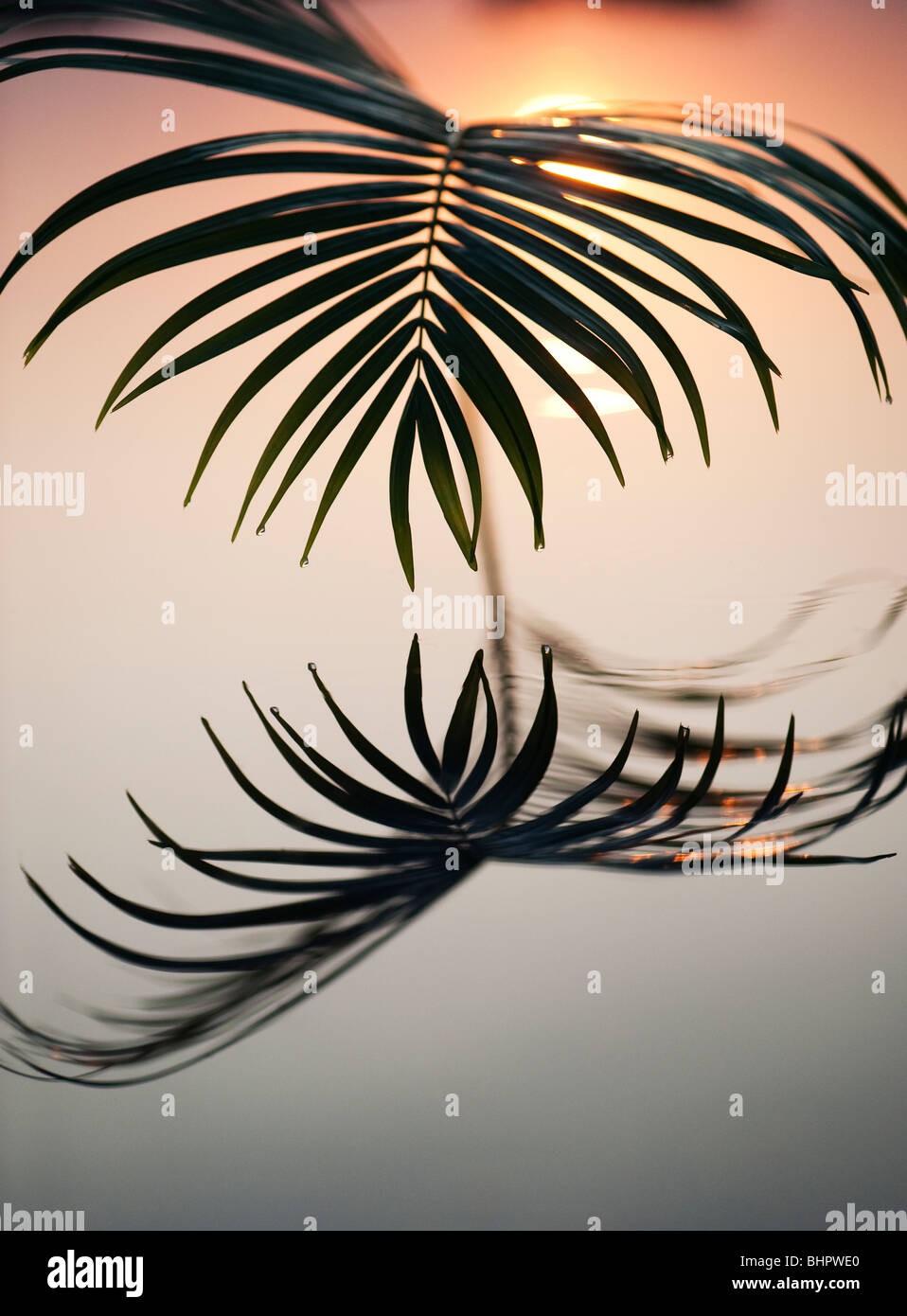 Hoja de palmera reflejando en una piscina todavía al amanecer en la india Foto de stock