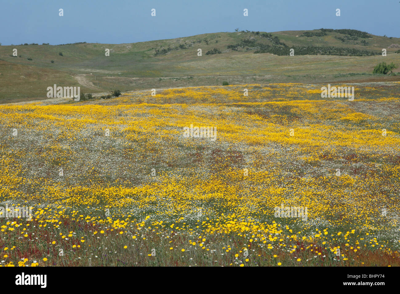 Flores silvestres, crece en tierras de cultivo junto a Castro Verde, Alentejo, Portugal Foto de stock
