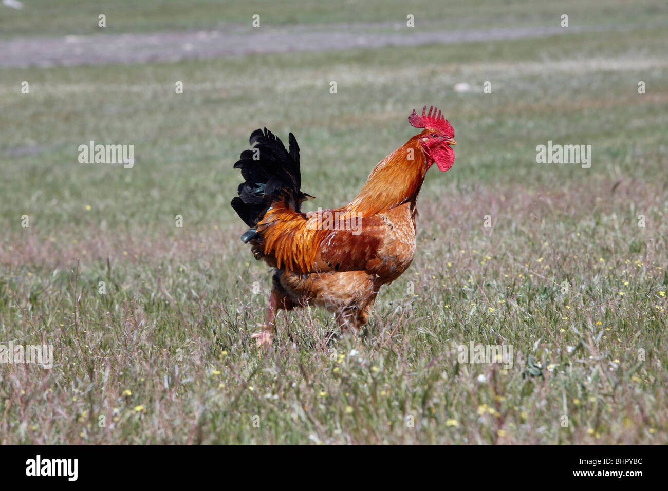 Gallo - corriendo a través de pradera, Portugal Foto de stock