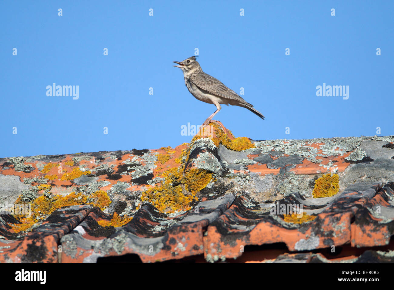 Crested Lark (Galerida cristata), encaramado en la azotea cantando, Portugal Foto de stock