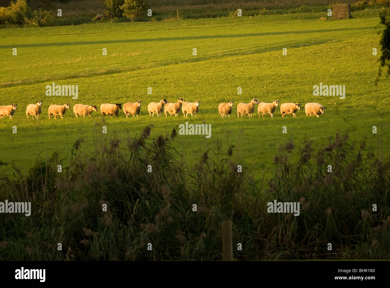 Rebaño de ovejas caminando en una larga línea. siga mi líder, en un campo Foto de stock