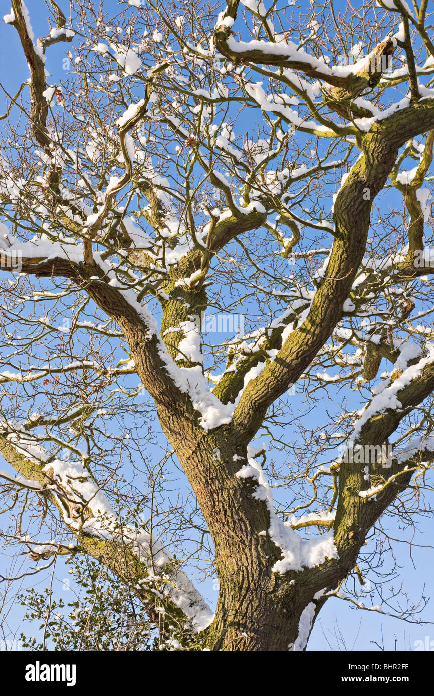 Mature árbol caducifolio de ramas cubiertas de nieve Foto de stock